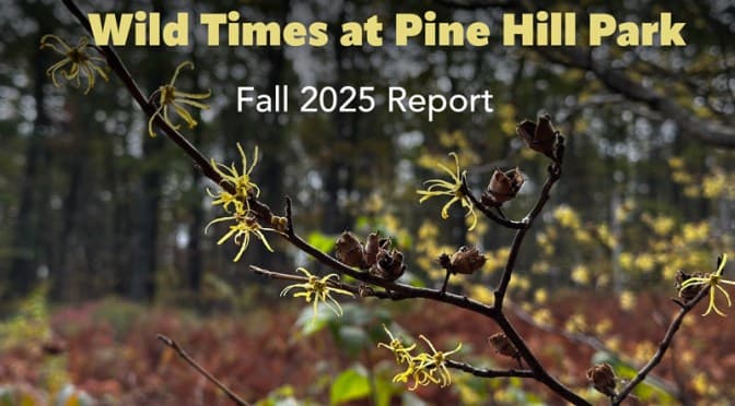 Pine Hill Park facility photo 2