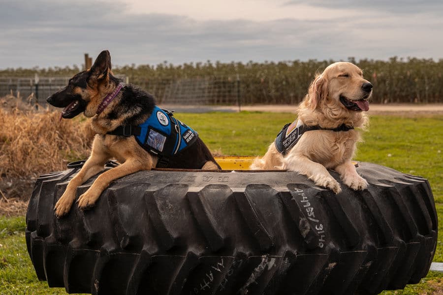 Mattox Dog Training Academy facility photo 2